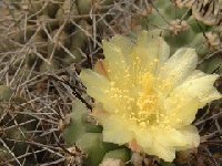 Copiapoa montana ©JLcoll.761.jpg